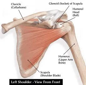 shoulder diagram